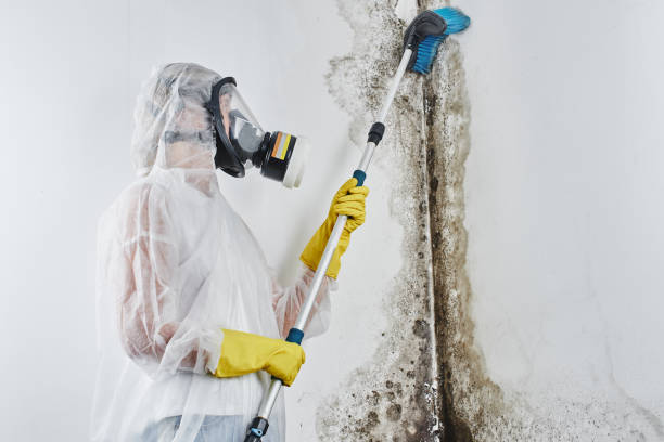 Best Black Mold Remediation in Rosenhayn, NJ
