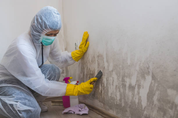 Best Basement Mold Remediation in Rosenhayn, NJ