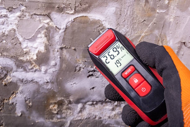 Best Post-Flood Mold Remediation in Rosenhayn, NJ