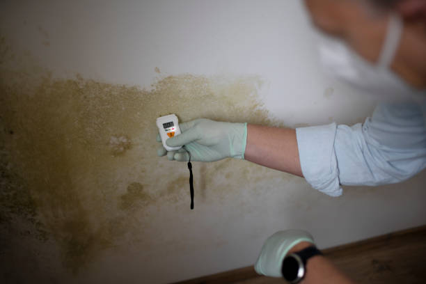 Best Commercial Mold Remediation in Rosenhayn, NJ
