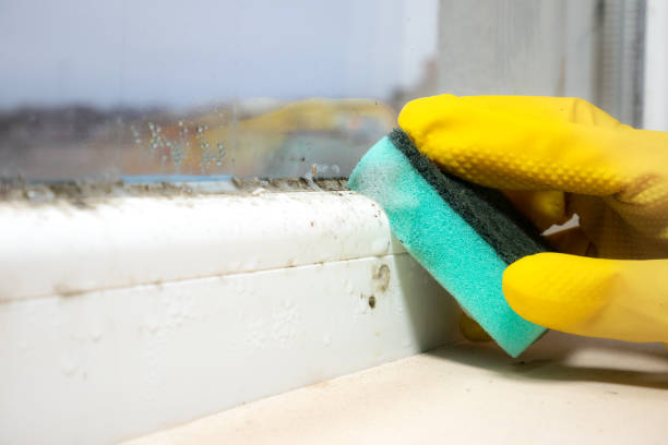 Best Commercial Mold Remediation in Rosenhayn, NJ