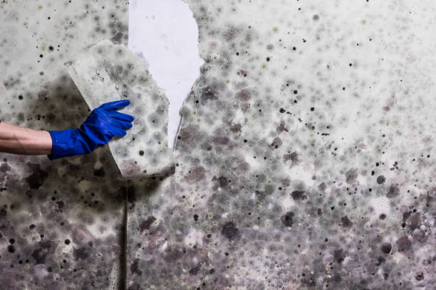 Best White Mold Remediation in Rosenhayn, NJ